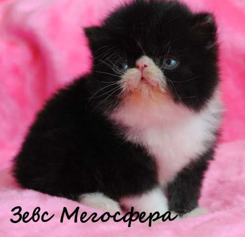 Персидский котик Персидский котик