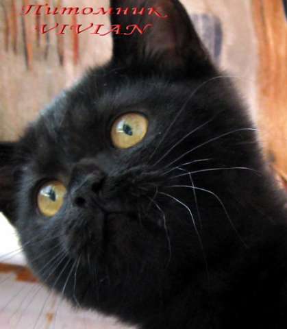 Британские черные котята из питомника VIVIAN. Британские черные котята из питомника VIVIAN.