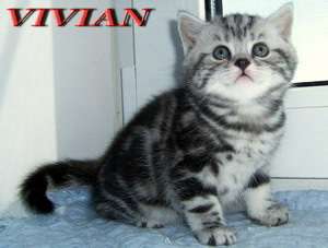 Британские клубные мраморные котята из питомника VIVIAN. Британские клубные мраморные котята из питомника VIVIAN.