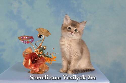 Котята сомали фавны и голубой Котята сомали фавны и голубой