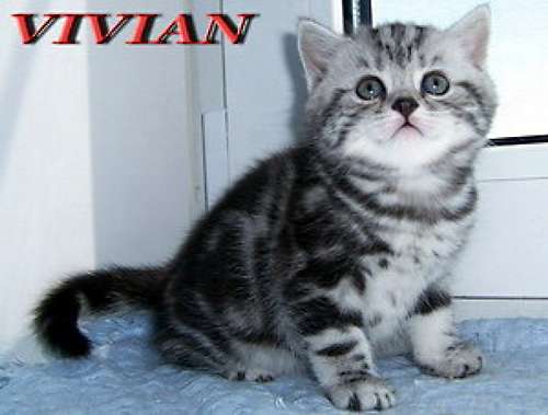 Британские котята  мрамор на серебр из питомника vivian.