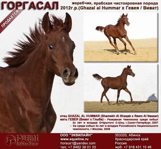 Лошади на продажу, арабский жеребчик Горгасал Лошади на продажу, арабский жеребчик Горгасал