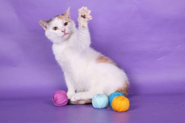 Котенок ЖАКЛИН в дар Котенок ЖАКЛИН в дар