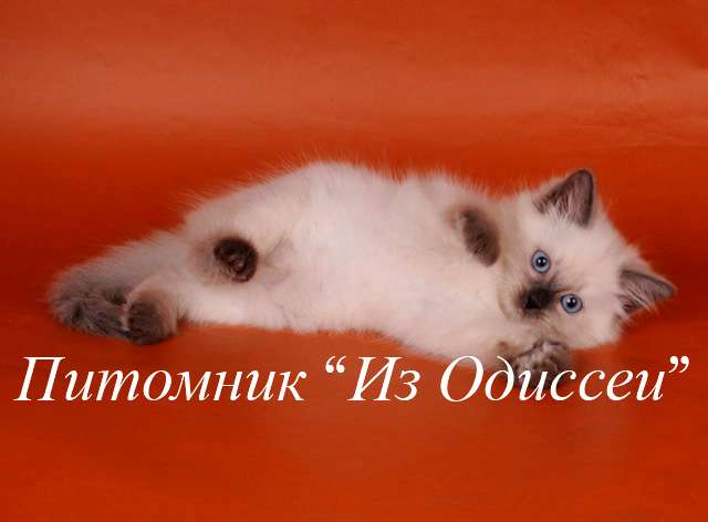 Невские маскарадные кошечки Из Одиссеи Невские маскарадные кошечки Из Одиссеи
