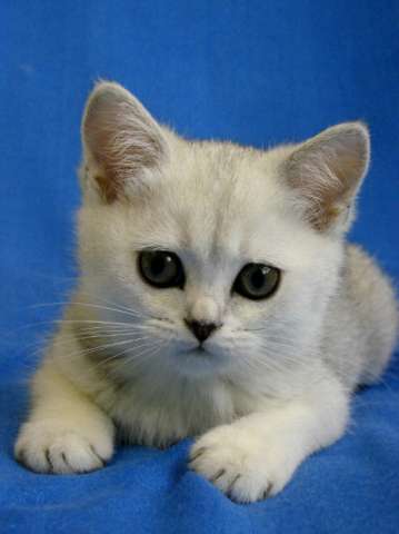 Шотландская кошечка серебристая тиккированная (шиншилла) Шотландская кошечка серебристая тиккированная (шиншилла)