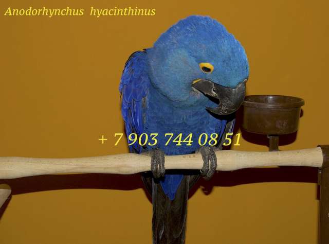 Гиацинтовый ара (Anodorhynchus hyacinthinus) ручные птенцы из питомника Гиацинтовый ара (Anodorhynchus hyacinthinus) ручные птенцы из питомника