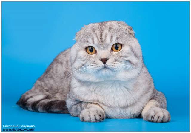 Вислоухий кот для вязки Вислоухий кот для вязки