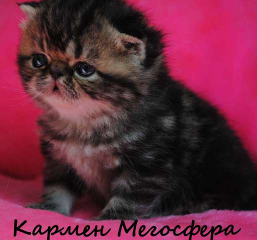 Экзотическая кошечка Кармен Экзотическая кошечка Кармен