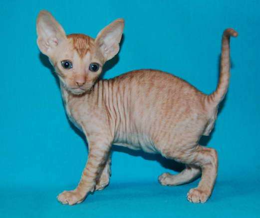 Корниш рекс - кудрявые котята. Корниш рекс - кудрявые котята.