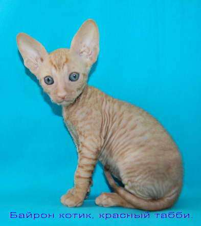 Корниш рекс - кудрявые котята. Корниш рекс - кудрявые котята.