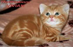 Британские котята мраморного окраса из питомника VIVIAN. Британские котята мраморного окраса из питомника VIVIAN.