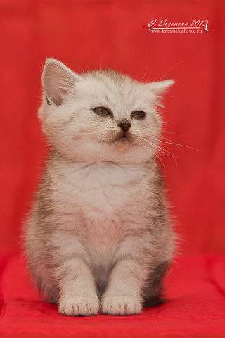 Роскошные котята с шикарной родословной Роскошные котята с шикарной родословной