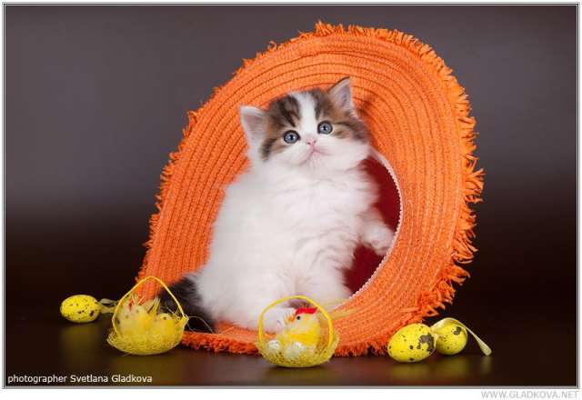 Отличные котята Отличные котята