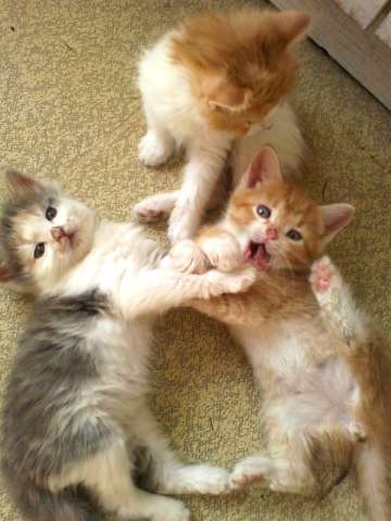 Котята ищут хозяев! Котята ищут хозяев!
