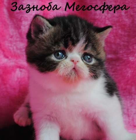 Персидские и экзотические котята Персидские и экзотические котята