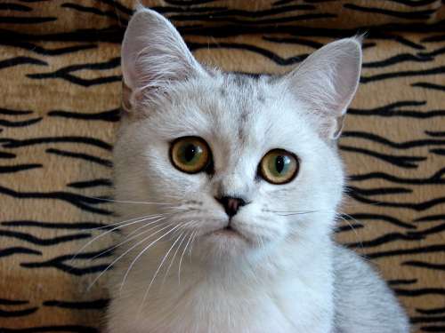 Кошечка серебристая тиккированная шиншилла! Кошечка серебристая тиккированная шиншилла!