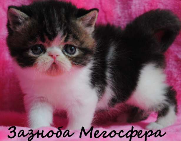 Экзотическая кошечка Экзотическая кошечка