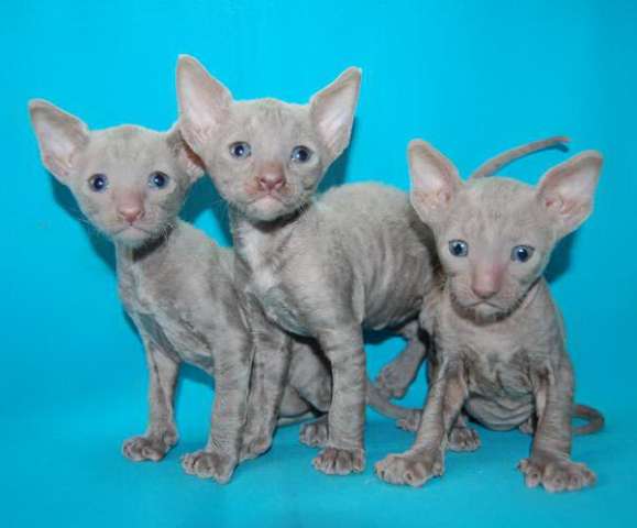Корниш рекс - кудрявые котята. Корниш рекс - кудрявые котята.