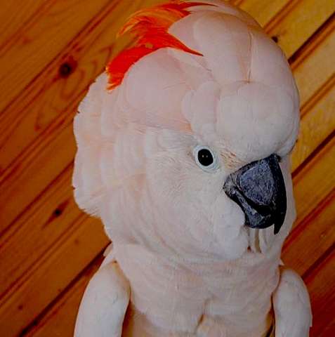 Молуккский какаду  (Cacatua moluccensis)   - абсолютно ручные птенцы из питомника