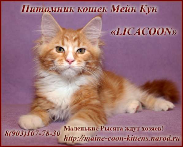 Мейн Кун - Чистокровные Котята! Мейн Кун - Чистокровные Котята!