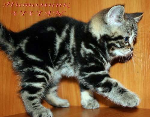 Британские котята мраморного окраса из питомника VIVIAN. Британские котята мраморного окраса из питомника VIVIAN.