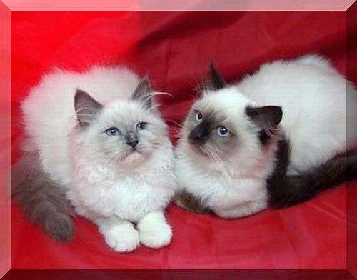 котята Рэгдолл котята Рэгдолл