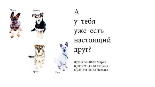 Ищем самых лучших хозяев Ищем самых лучших хозяев