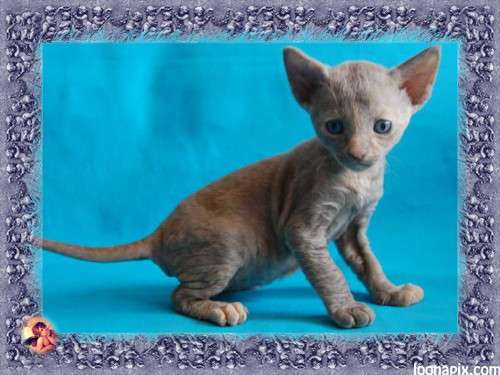 Корниш рекс - кудрявые котята. Корниш рекс - кудрявые котята.