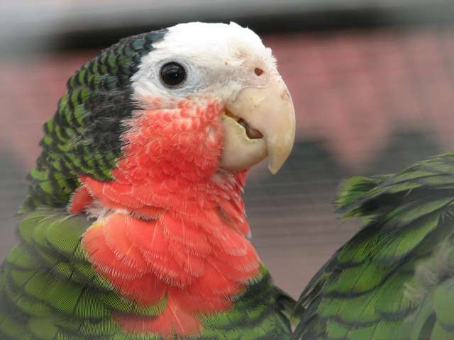 Кубинский амазон (Amazona leucocephala) птенцы выкормыши Кубинский амазон (Amazona leucocephala) птенцы выкормыши