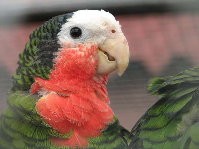 Кубинский амазон (Amazona leucocephala)  птенцы выкормыши