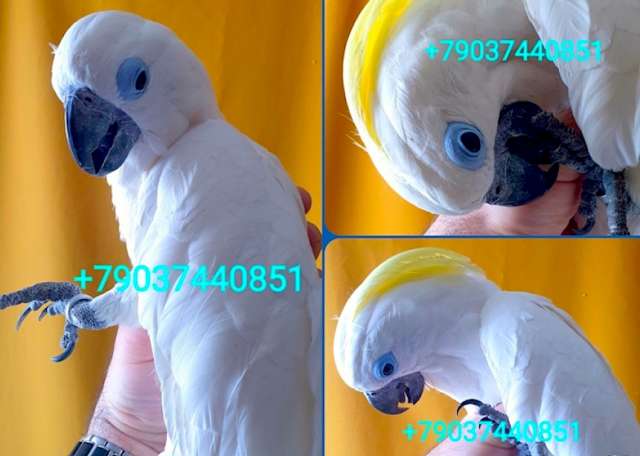 Синеочковый какаду (Cacatua ophthalmica) ручные птенцы из питомника