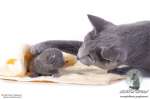 Питомник русских голубых кошек RBCat*RUS предлагает котят.