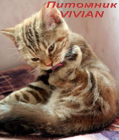 Британские котята мраморные черепашки из питомника VIVIAN. Британские котята мраморные черепашки из питомника VIVIAN.