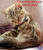 Британские  котята  мраморные черепашки из питомника VIVIAN. 