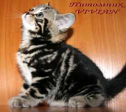 Британские котята мраморного окраса из питомника VIVIAN. Британские котята мраморного окраса из питомника VIVIAN.