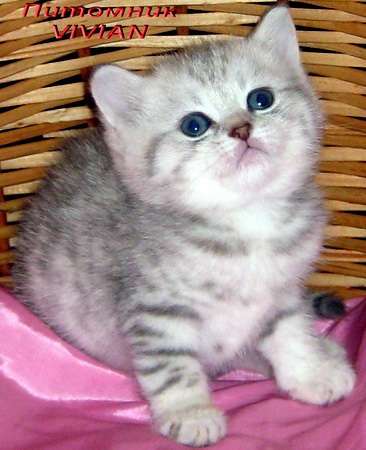 Британские котята вискас из питомника VIVIAN. Британские котята вискас из питомника VIVIAN.