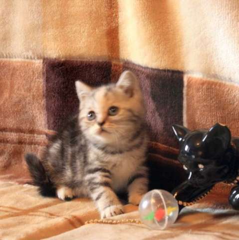 Британские котята, кошечка шоу , вискас (мрамор) Британские котята, кошечка шоу , вискас (мрамор)
