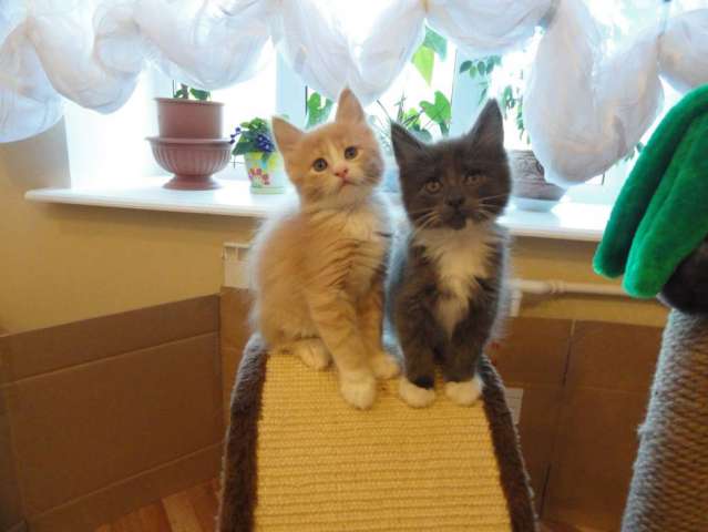 Продажа элитных котят Продажа элитных котят