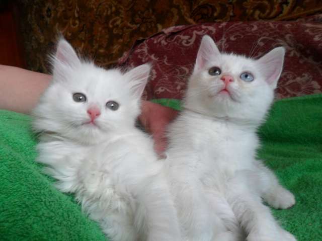 Две ангорки-кошечки, 1,5 мес.,одна разноглазая. Две ангорки-кошечки, 1,5 мес.,одна разноглазая.