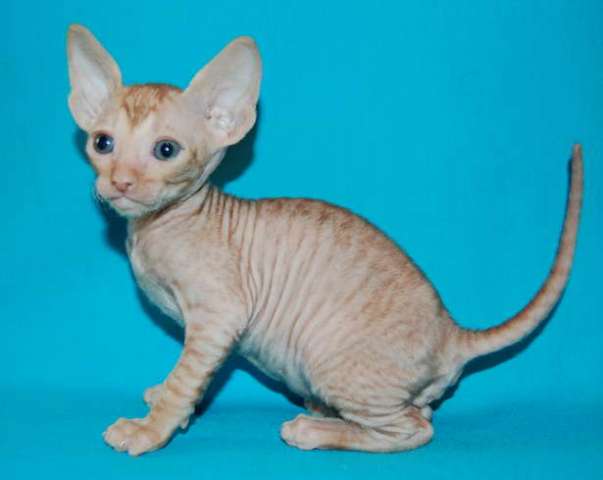 Корниш рекс - кудрявые котята. Корниш рекс - кудрявые котята.