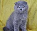 Видео. Супер плюшевый вислоухий голубой котик. 3 мес.