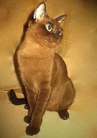 Бурманские котята Бурманские котята