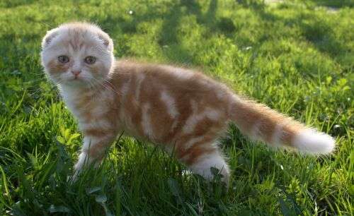 вислоухие котята, кот красный мрамор би-колор вислоухие котята, кот красный мрамор би-колор