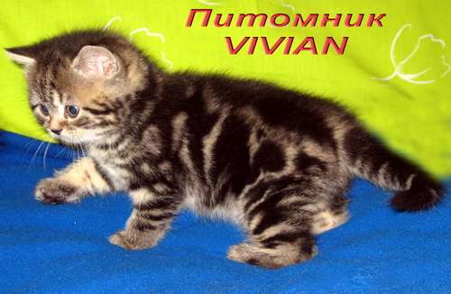 Британские мраморные котята из питомника VIVIAN. 