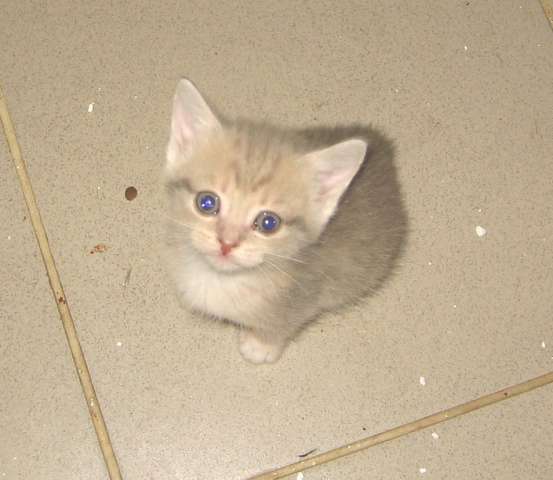 Чудо-Котятки! Чудо-Котятки!