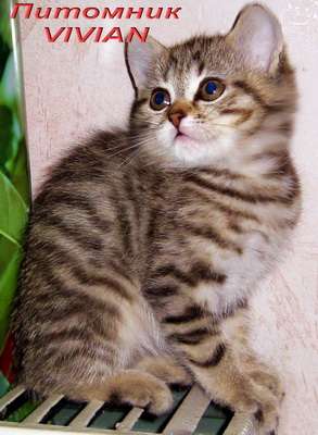 Британские тигровые котята из питоника VIVIAN. Британские тигровые котята из питоника VIVIAN.