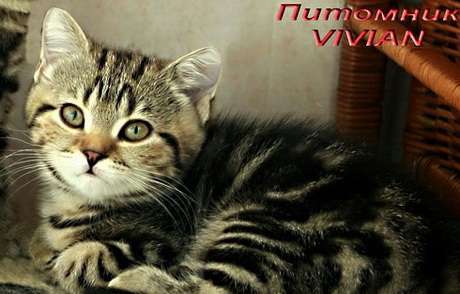 Британские мраморные котята из питомника VIVIAN. Британские мраморные котята из питомника VIVIAN.