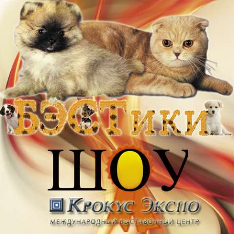 Все котята в Крокус Экспо .24-25 мая Все котята в Крокус Экспо .24-25 мая