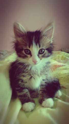 Котята в дар