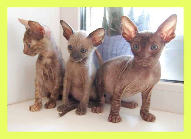 Корниш рекс - кудрявые котята. Корниш рекс - кудрявые котята.